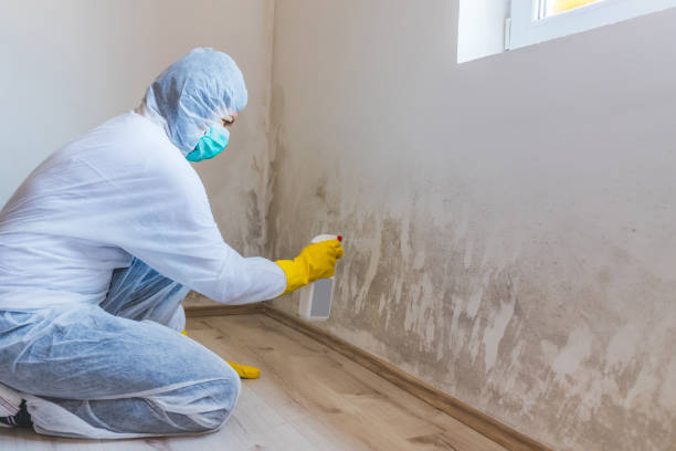 Licensed Basement Mold Remediation service in Bound Brook, NJ - Car Mold Remediation